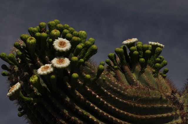 blooming saguaros